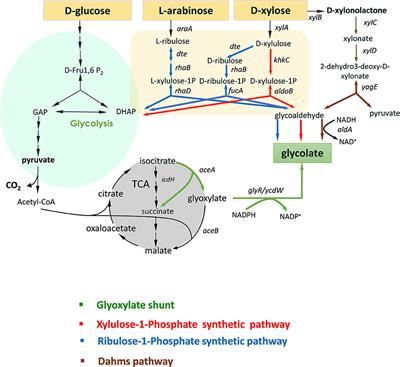 A New Synthetic Pathway for the Bioproduction of Glycolic Acid From Lignocellulosic Sugars Aimed at Maximal Carbon Conservation